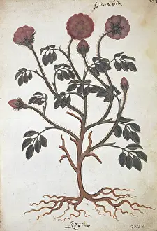 Apothecaries: Rosa gallica, apothecaries rose