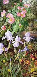 Gallica: Rosa Gallica Complicata with Irises