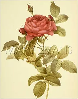 Rosier: ROSA GALLICA PONTIANA