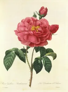 Fleurs: Rosa gallica, red rose