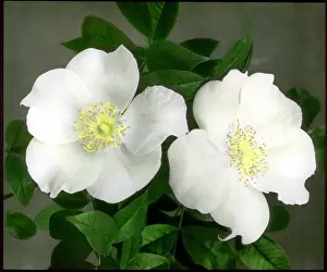 Creamy: Rosa Gigantea