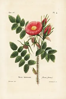 Ferox: Rosa horrida