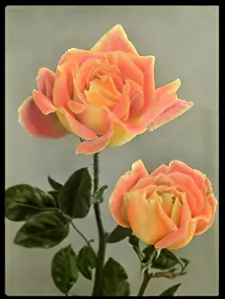 Hybrid: Rosa Independence Day