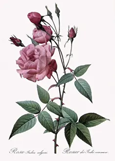 Indica: Rosa Indica Vulgaris