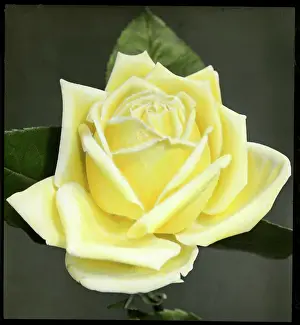 Marechal: Rosa Marechal Niel
