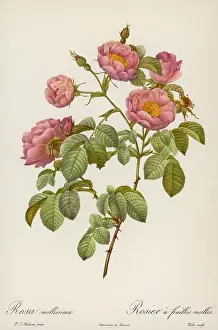 Mollissima: ROSA MOLLISSIMA