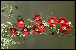 Geranium: Rosa Moyesii (Geranium Rose)