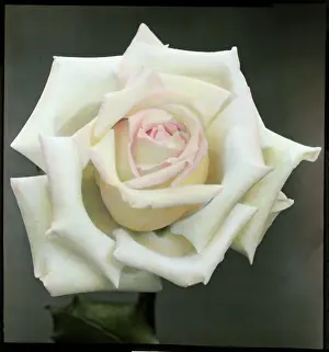 Hobbs: Rosa Mrs Foley Hobbs