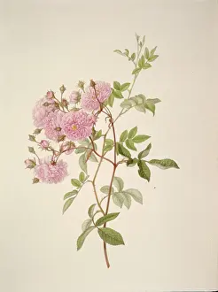 Multiflora: Rosa multiflora, baby rose