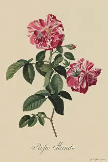Dionysius: Rosa Mundi