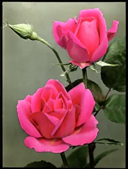 Rosa Padre