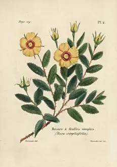 Rosier: Rosa persica