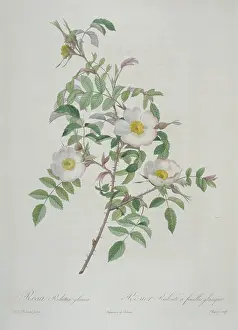 Glauca: Rosa redutea glauca, red-leaved rose