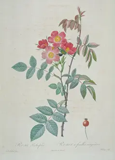 Glauca: Rosa rubrifolia, red-leaved rose
