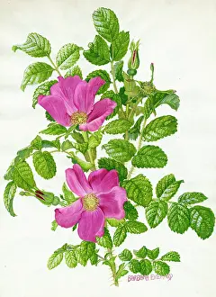 Rugosa: Rosa Rugosa