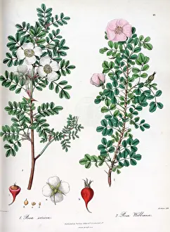 Sericea: Rosa sericea and Rosa webbiana