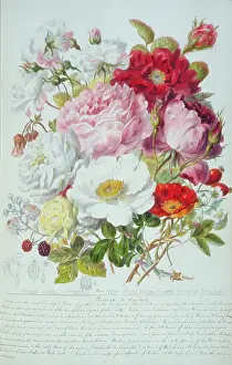 Twining: Rosa sp. rose