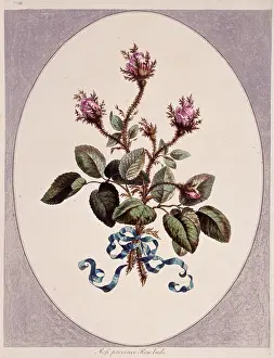 Fabidae: Rosa sp. rose