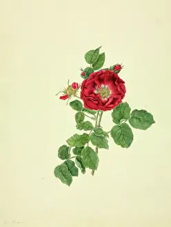 Botanic: Rosa sp. rose