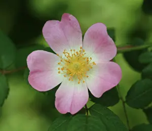Rosales: Rosa sp. wild rose
