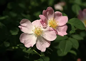 Rosales: Rosa sp. wild rose