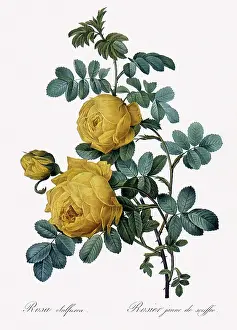 Sulphur: Rosa Sulfurea