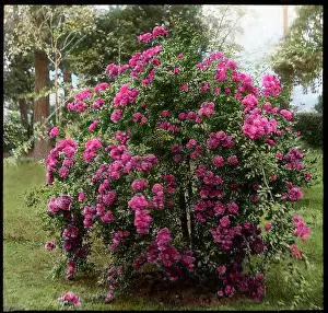 Rambler: Rosa Weeping Excelsa