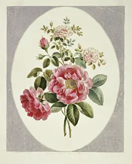 Damask: Rosa x damascena, damask rose
