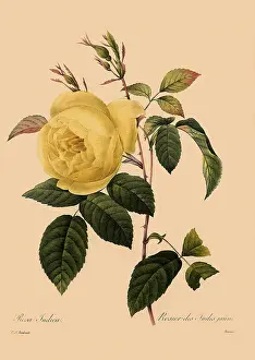 Indica: Rosa x odorata; Sulphurea