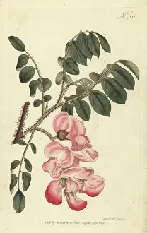 Sansom: Rose acacia, Robinia hispida