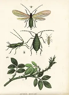 Aphid: Rose aphid, Aphis rosae, on rose bush
