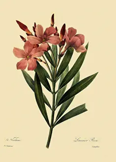 Redoute: Rose Bay or Nerium Oleander