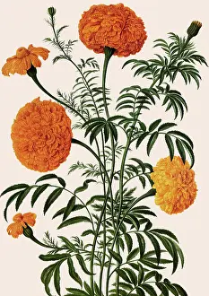 Originating: Rose Botanical