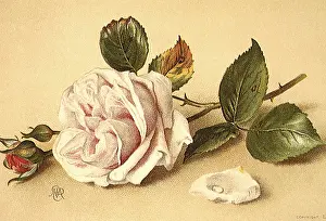 Buds: Rose, Buds, and Petal
