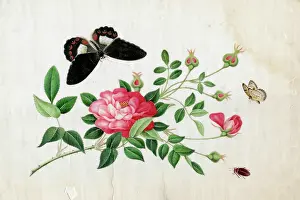 Beetles: Rose, Two Butterflies and a Beetle