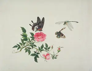 Odonata: Rose with butterfly and dragonfly