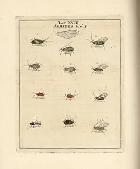 Dragonflies: Rose, cabbage, mallow and pea aphids