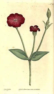 Cockle: Rose campion, Silene coronaria