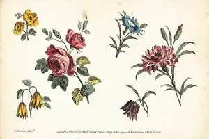 Fritillary: Rose, carnation, fritillary, and other flowers