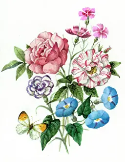 Carnations: Rose, carnations, pinks and morning glory