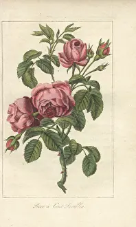 Centifolia: Rose a cent feuilles, Rosa centifolia
