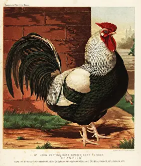 Bantam: Rose-combed Dorking cock