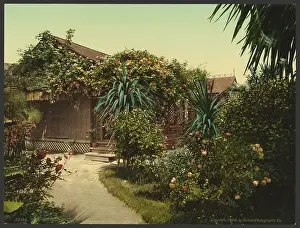 C1898: Rose-covered cottage, Pasadena