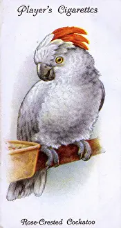 Cockatoo: Rose-Crested Cockatoo