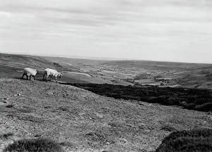Rosedale: Rose Dale, Yorkshire