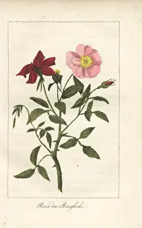 Prudhomme: Rose du Bengale, Rosa indica