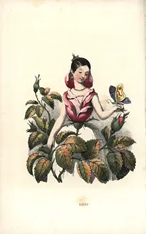 Lassalle: Rose flower fairy