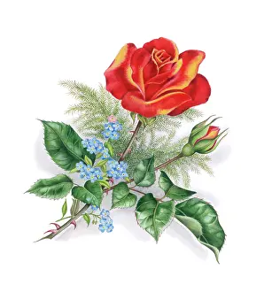 Nots: Rose and forget-me-nots