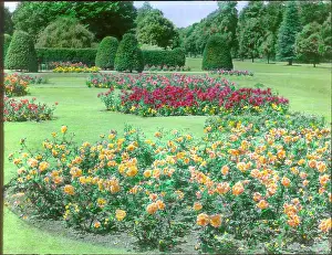 Malby: Rose garden at Kew Gardens