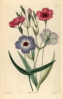 Silene: Rose of heaven, Silene coeli-rosa